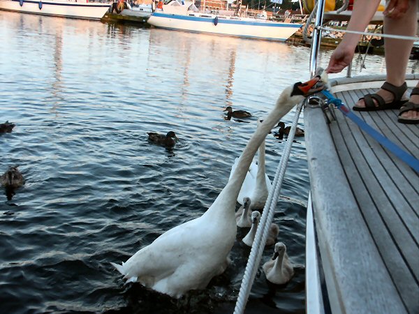 Swans at Simrishamn
